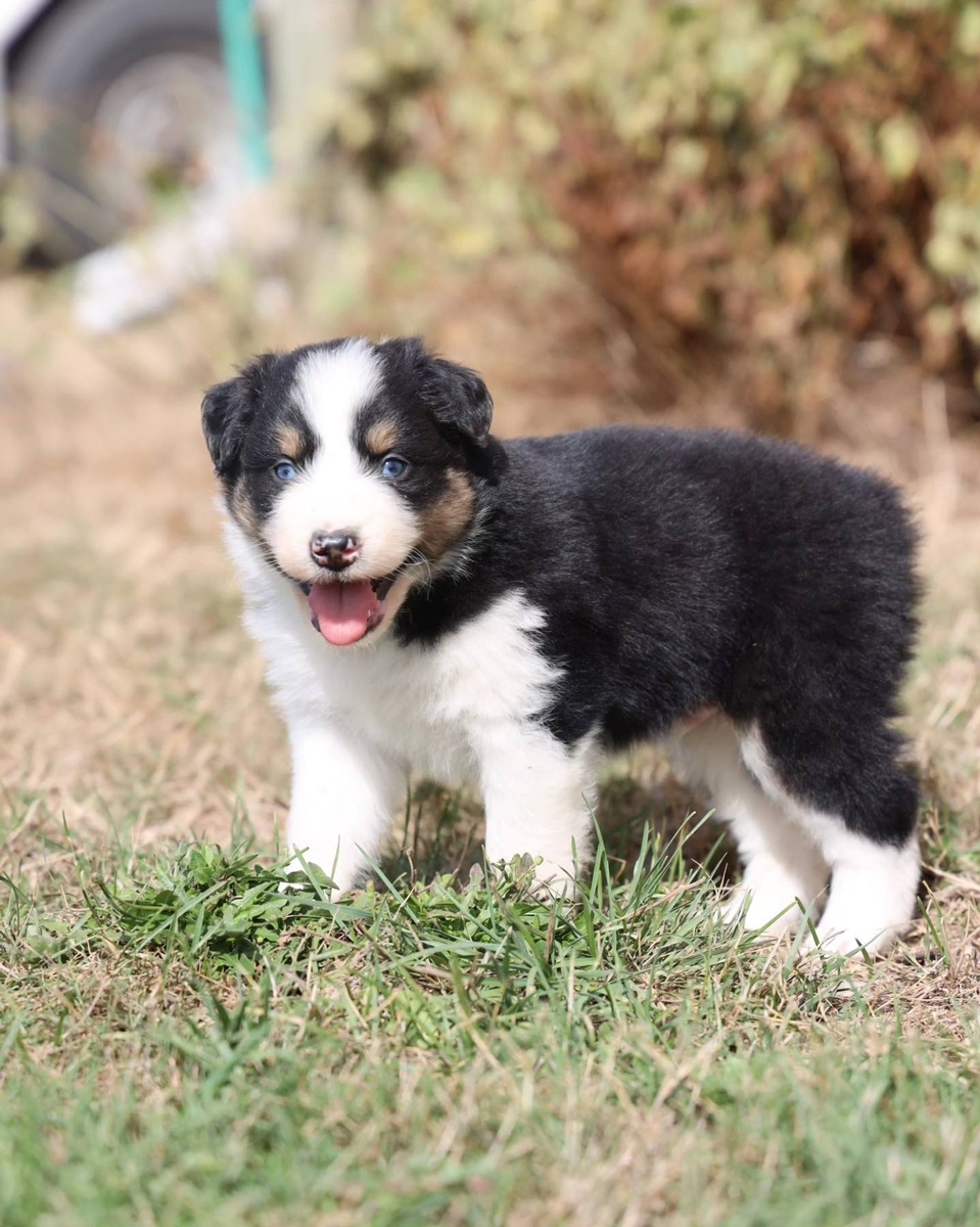 Honey creek australian clearance shepherds