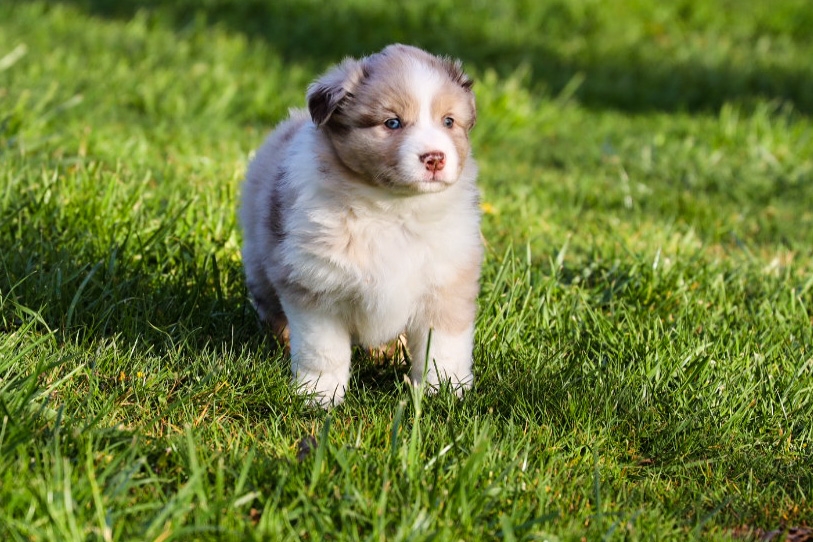 Red Merle Female